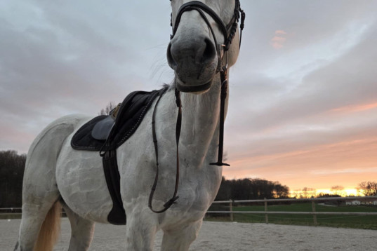 Älskade Ängel söker nytt hem🦄