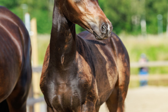 Välstammad hingst e. Bon Couer