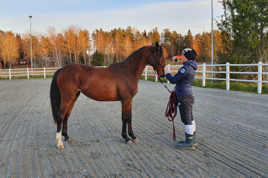 Fantastiskt sto med stam och utstrålning