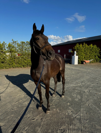 SWB-sto till avel, fantastisk personlighet