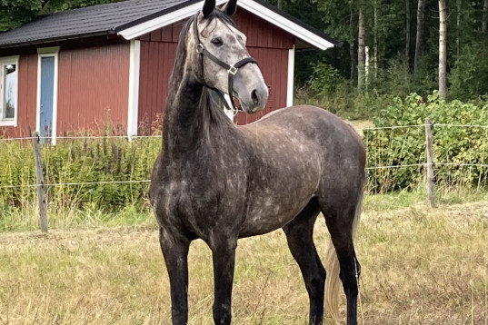 Avelsto för prestation 