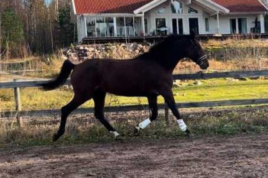 Stor & Flott häst