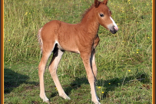 *New Hampshire Dream, CURLY PONNI fra Dream Curly Horses