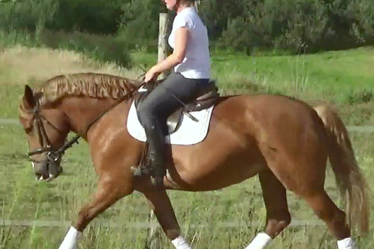 Fantastic bombproof Princess