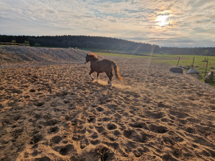 Medryttare/gårdshjälp 