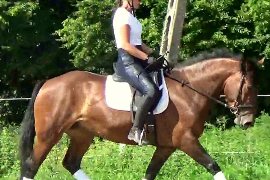Gorgeous, sweet and ready for anything allrounder