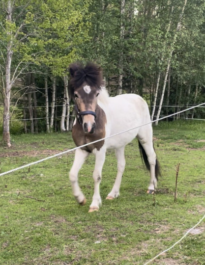 Trygg valack, framtida bästavän!