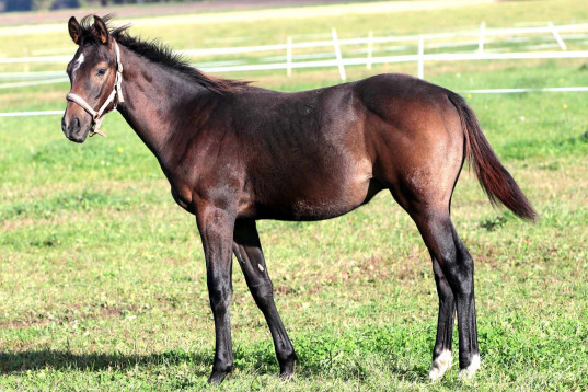 Snyggt hingstföl e Kannan Jr och välmeriterat fullblodssto ( galopp )