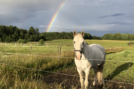 Ansvarsfull 12 åring söker foderhäst!♥️