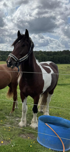 Super snygg och snäll valack
