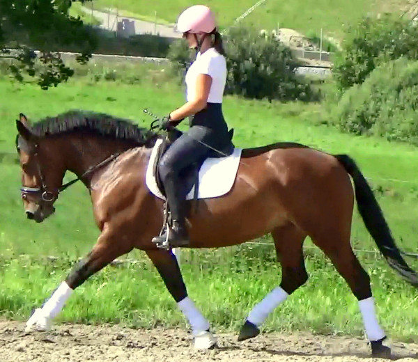 Gorgeous, sweet and ready for anything allrounder
