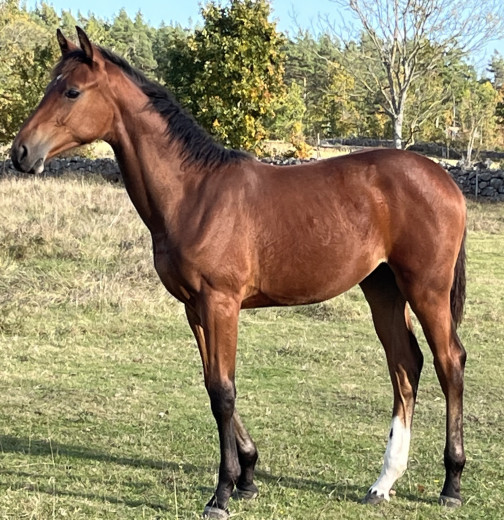 Vackert sto f24 e Chacoon Blue