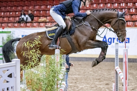 Mycket fin Junior Youngriders häst
