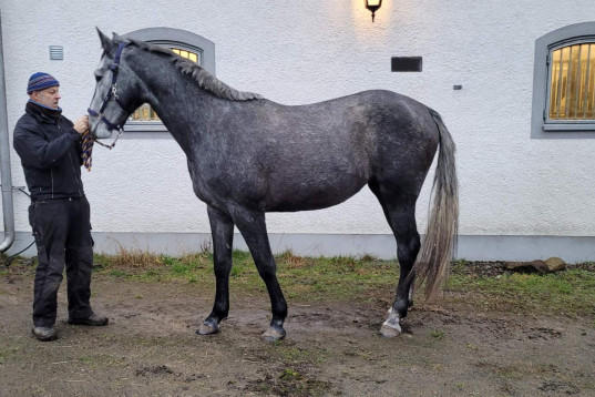3-åring till salu utanför Varberg