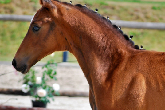 Premiumhingst av Federer x Egale-Stamm