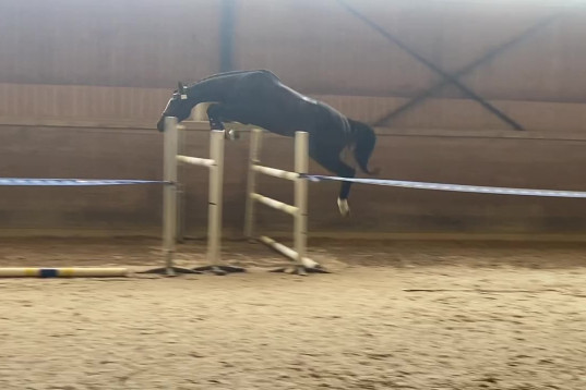 Snygg, ädel 3-åring till hopp/fälttävlan e. Cannobio- Corlensky G- Troon xx