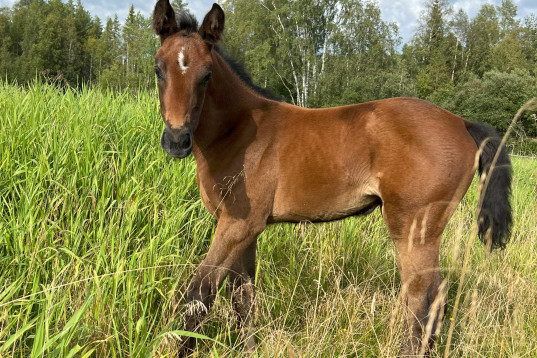 Unikt tillfälle Topp mödrene!