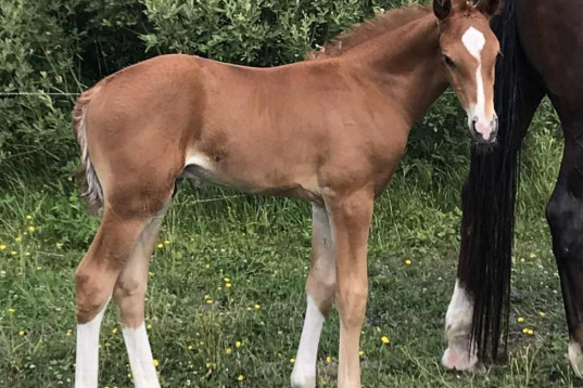 Hingst med det lilla extra