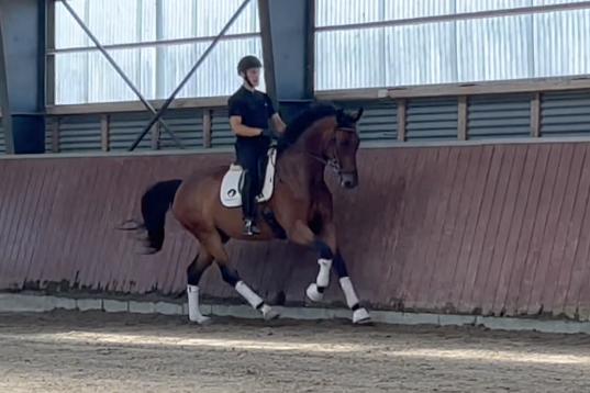 7 y/o gelding with good movements