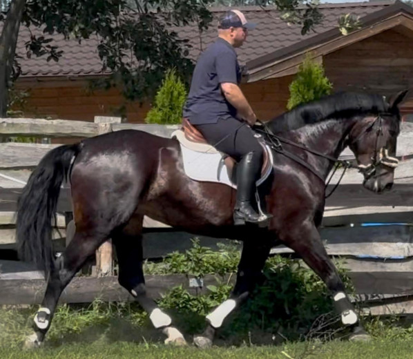 Dressage + driving partner for everybody