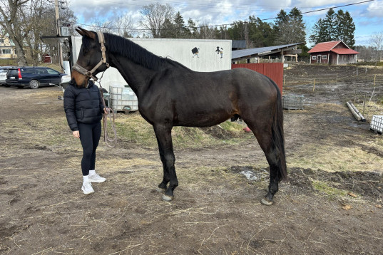 Valack med fantastiskt psyke 