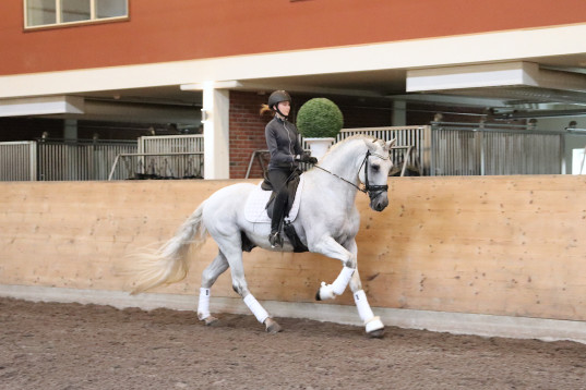 Vacker PRE-hingst!