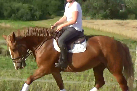Fantastic bombproof Princess