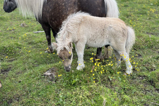 Shetlandsponnyer 