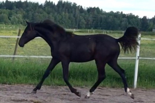 Vackert svart dressyrsto