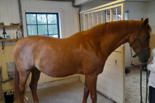 Vackert fuxsto 9 år