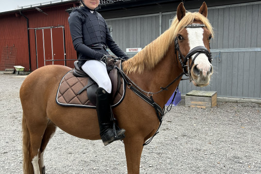 Genomsnäll dressyr ponny