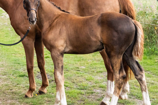 Hingst e.Fifty-fifty 