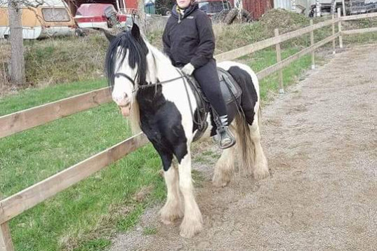 Foderhäst sökes