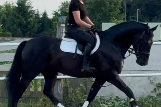 Good looking Black Beauty 