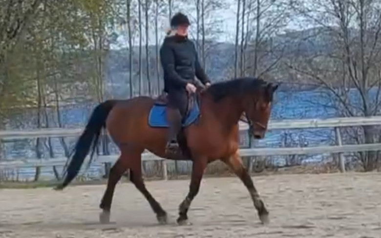 Snäll utvecklingsbar 9- årig valack 