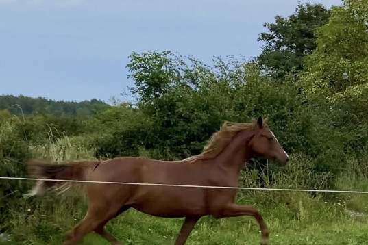 Future in dressage or eventing. 
