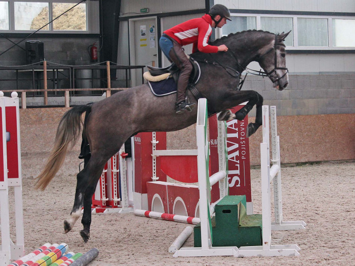 Hopphäst  6 åring Holsteiner valack 