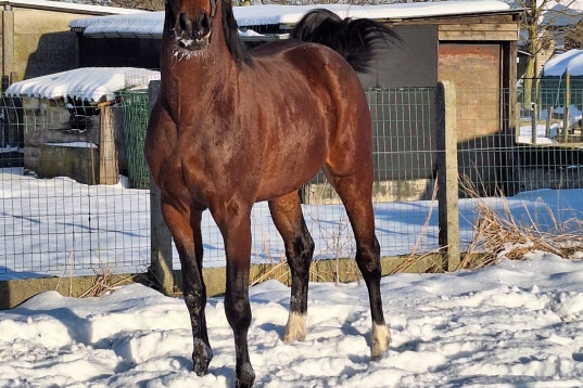Valentino van de Heide – Talented Belgian Warmblood Gelding for Sale