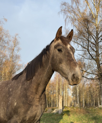 Sto 3 år Conthargos-Kannan-Cumano
