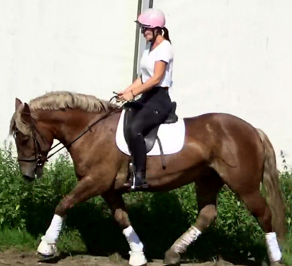 The best Mother & Daughter horse, dressage/jumping