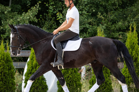 Top silesian with 4 white socks 