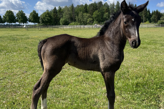 Karma LVST - Välstammad åring som rör sig strålande