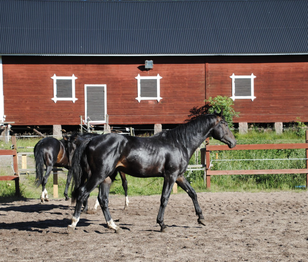 Alectro CML h f 22 - med mkt gång, bra temperament och ridbarhet på mödernet
