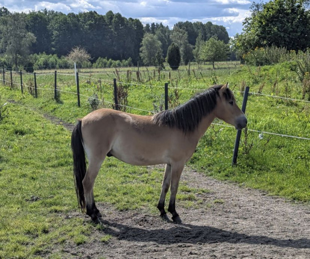 Rutch 2år och hingstföl e Nebraska KL 650 