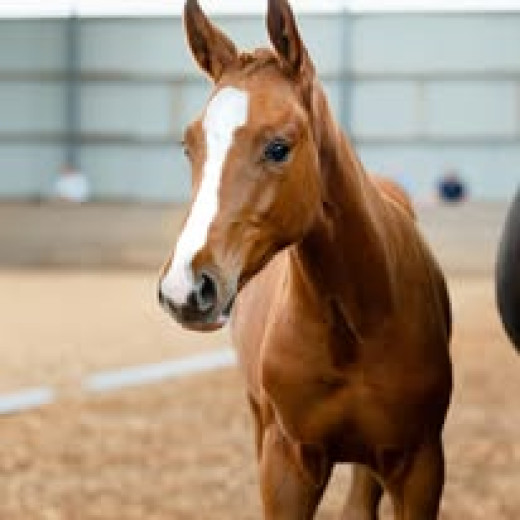 Snygg hingst med Elit möderne