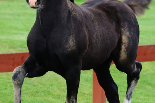 Fint welsh cob stoföl 