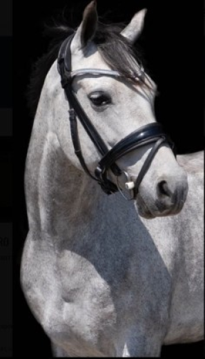 Fantastic dressage pony for sale.