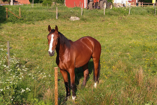 3-årssto.