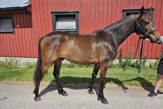 Contant Call 2år
