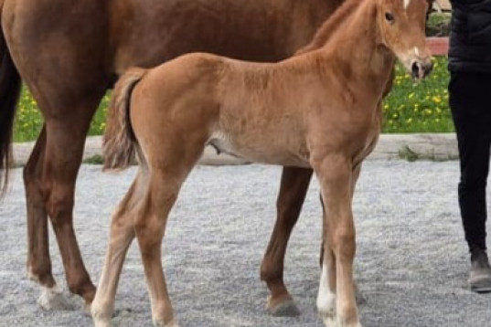 Stoföl med starkt mödrene 